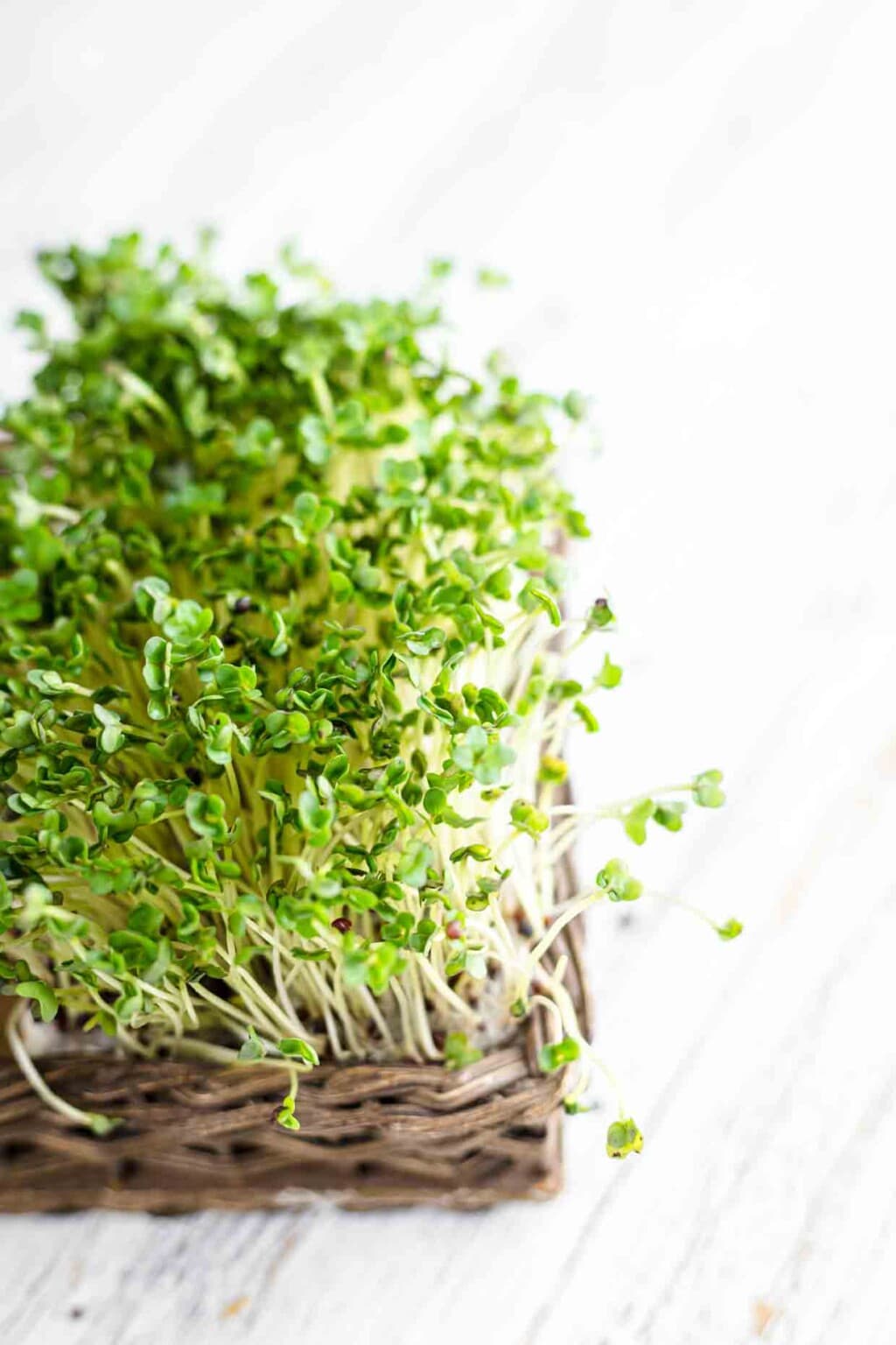 Growing Broccoli Sprouts and Broccoli Microgreens Best Clean Eating