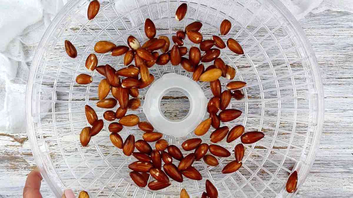 Almonds on a dehydrator tray.